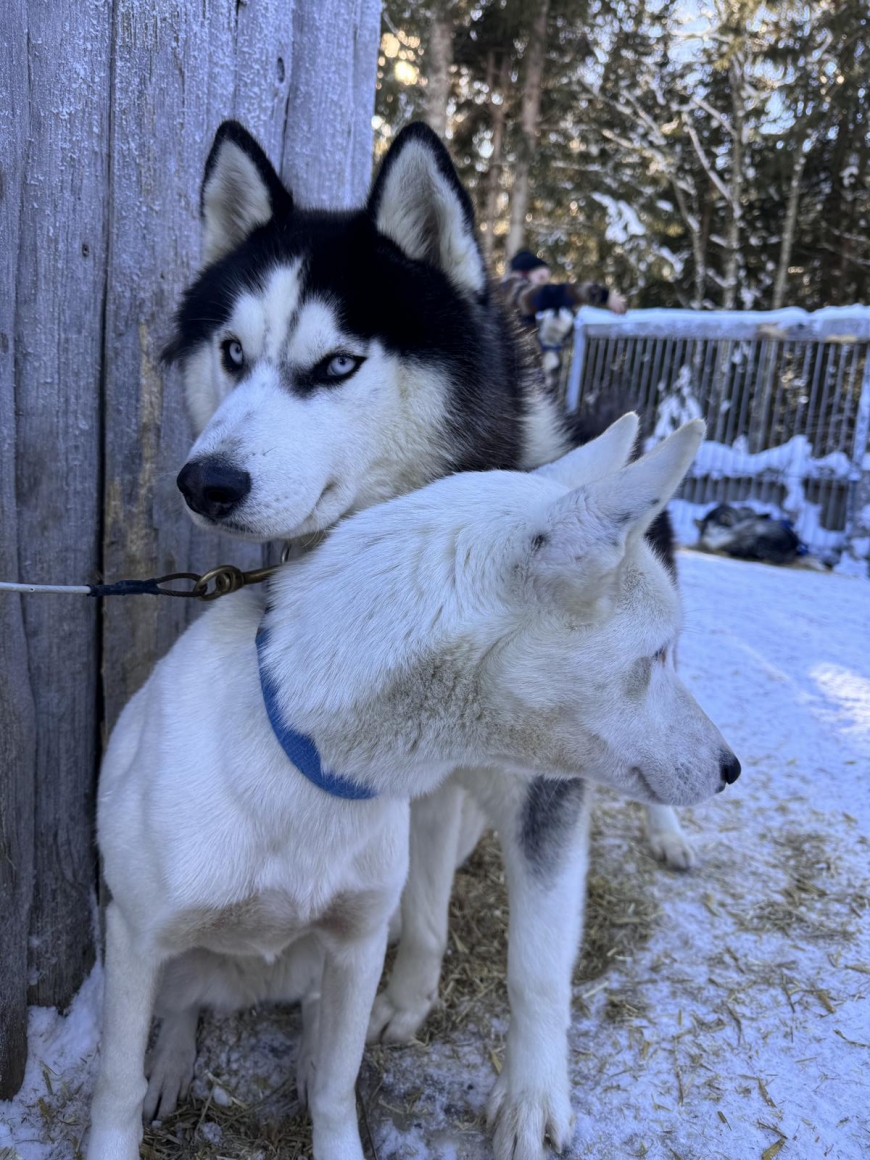 'Husky Tony bietet Betroffenen eine schöne Auszeit'-Bild-3