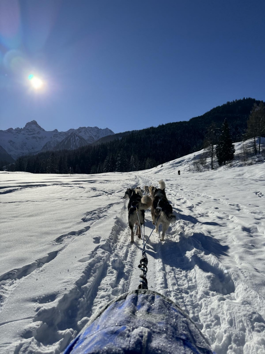 'Husky Tony bietet Betroffenen eine schöne Auszeit'-Bild-5